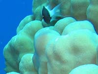 A nyálkás korall